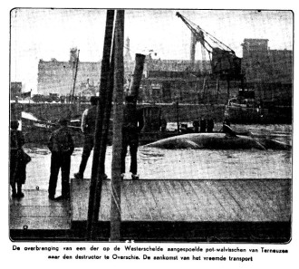 1937 03 02 pag 8 Nwe Tilb. Courant foto walvis bij gekro detail
